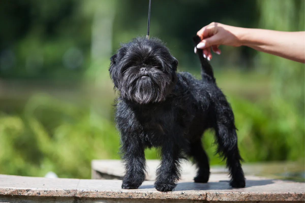 Affenpinscher