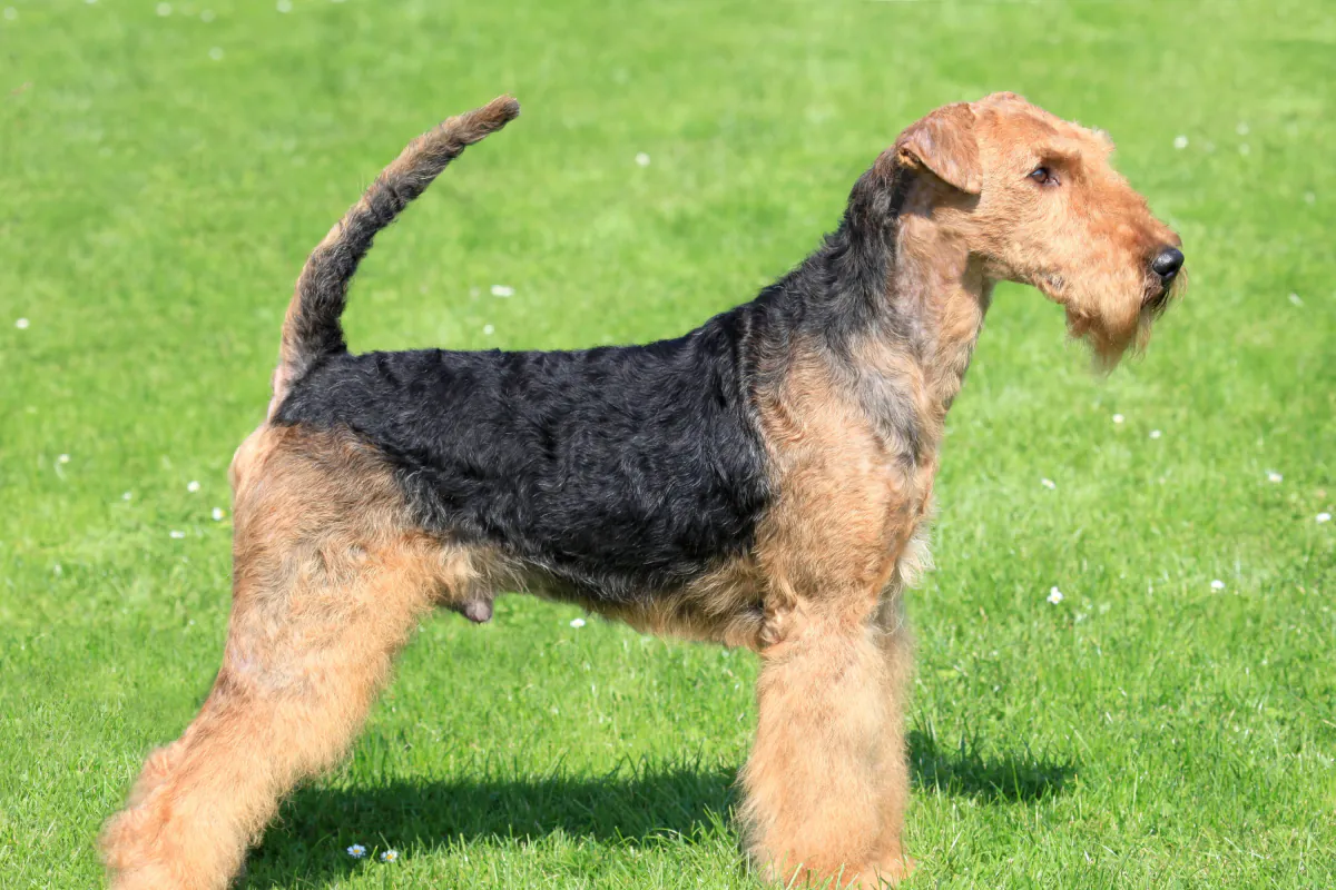 Airedale Terrier