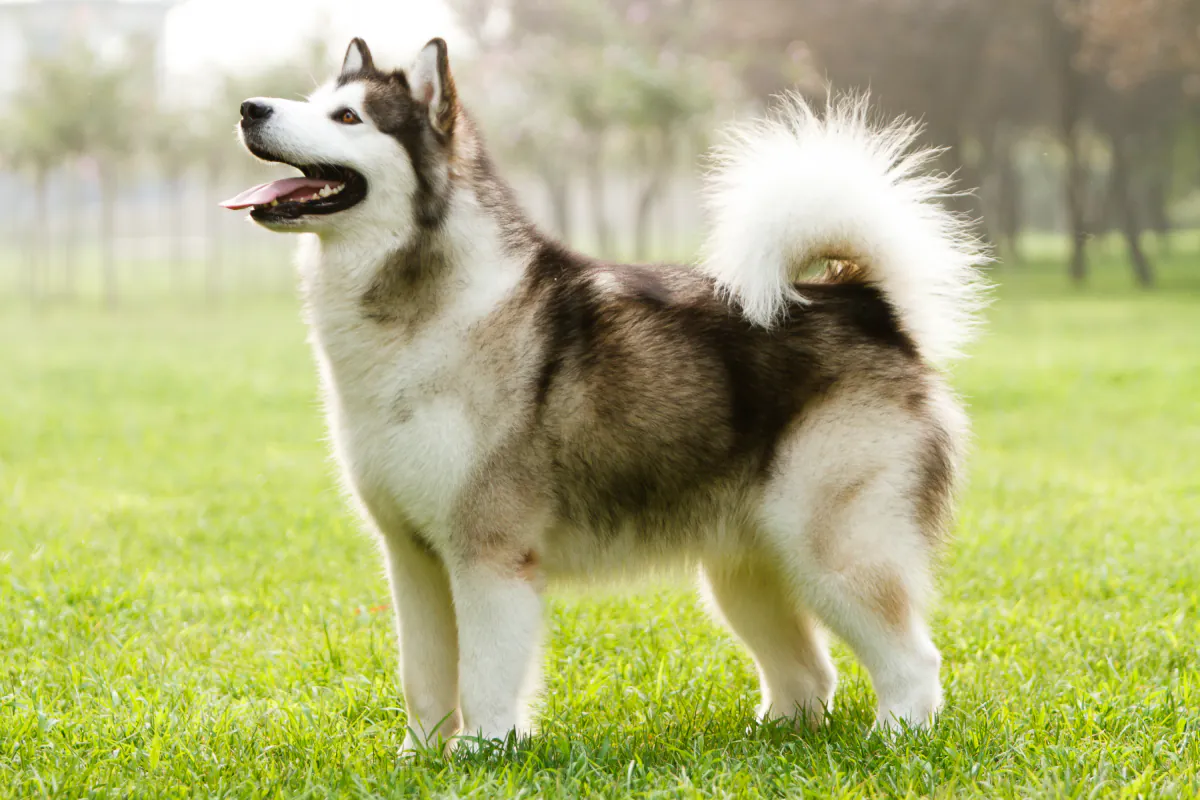 Alaskan Malamute