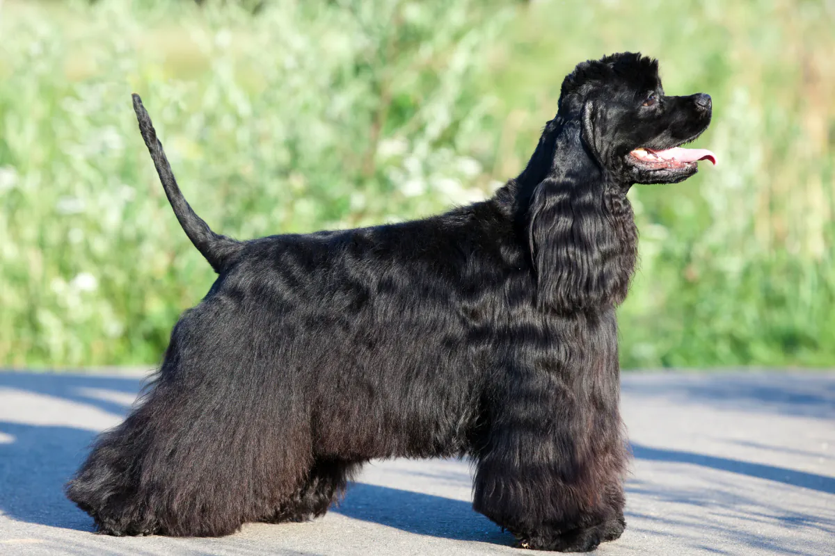 Cocker Spaniel (American)