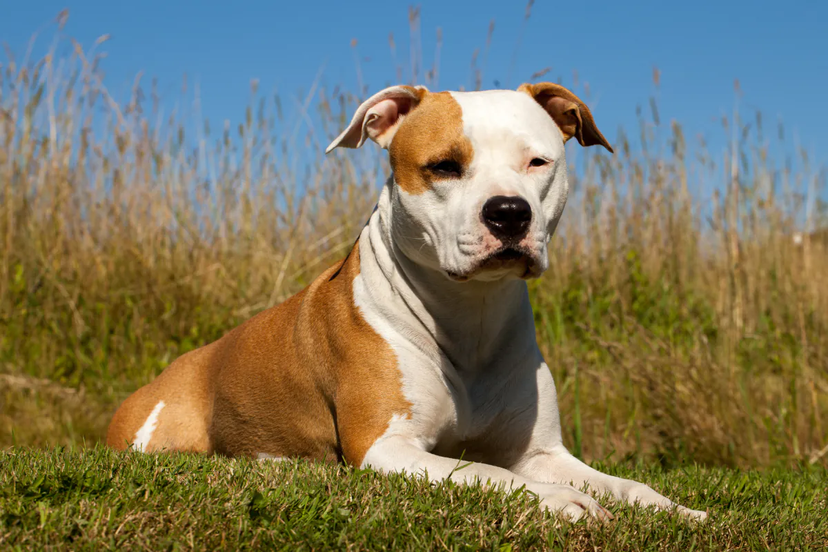 American Staffordshire Terrier