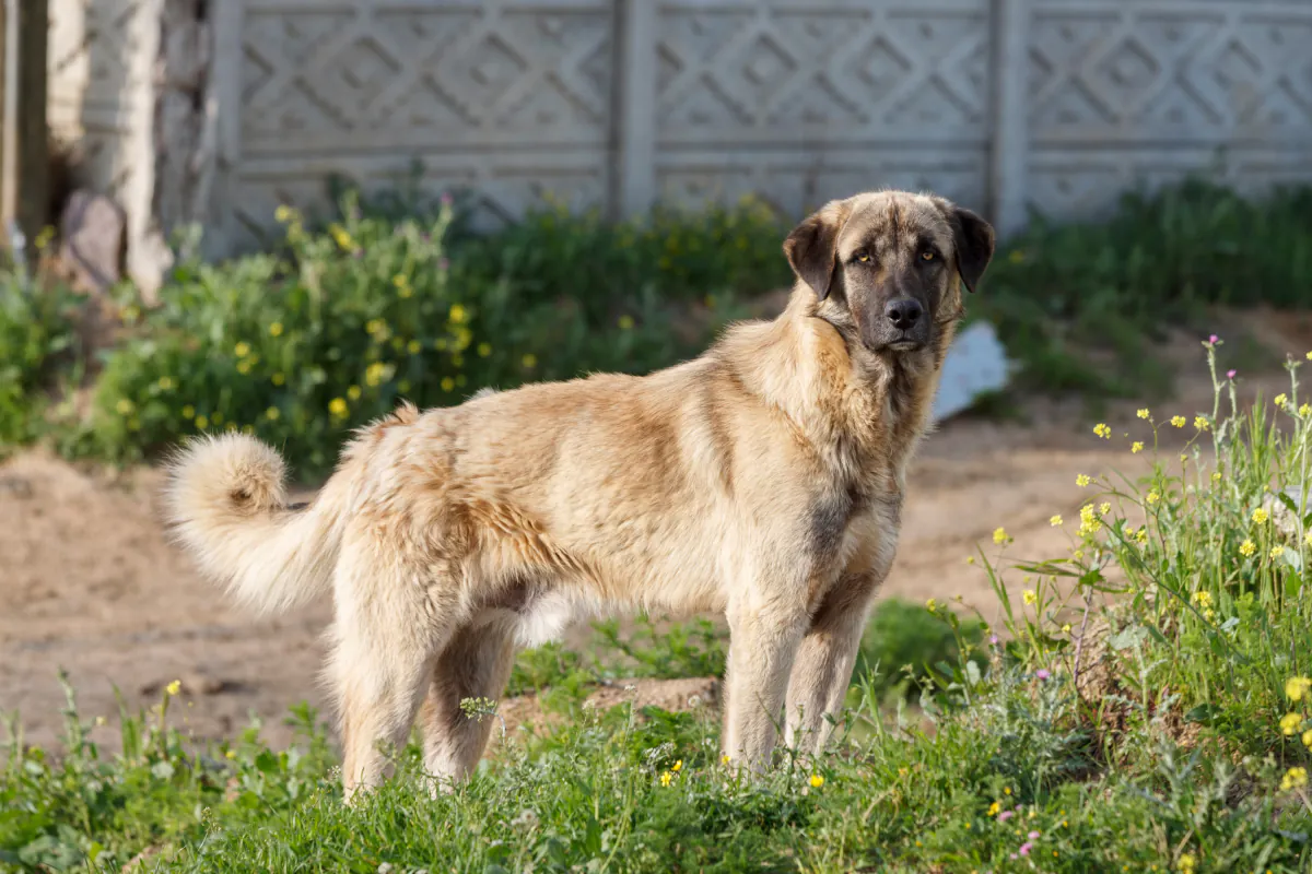Anatolian Shepherd Dog