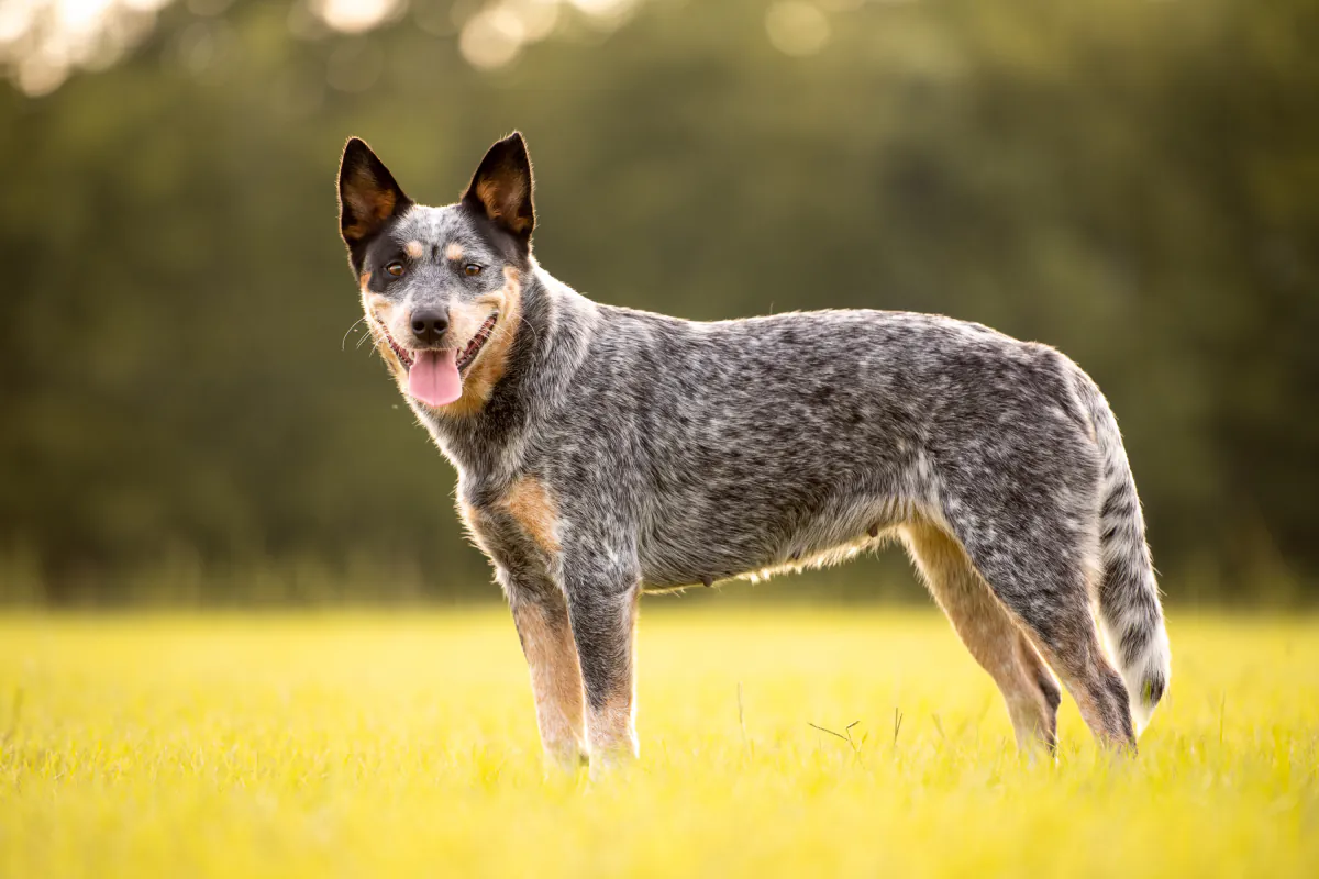 Australian Cattle Dog