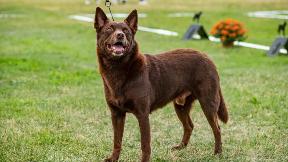 Australian Kelpie