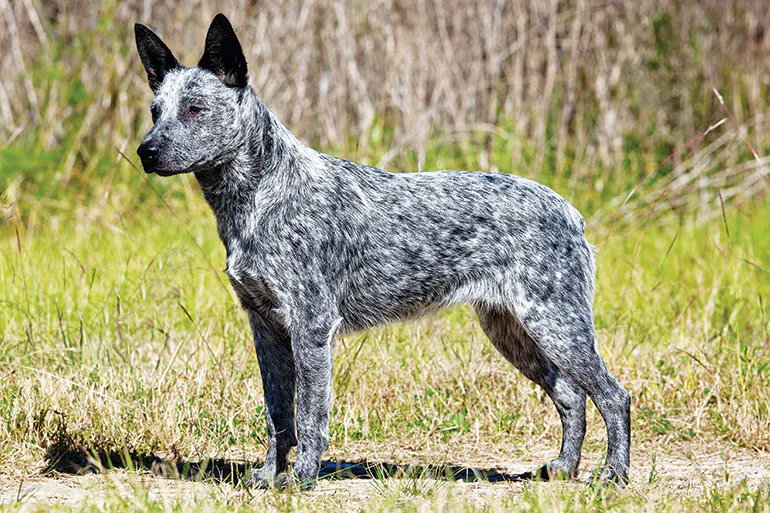 Australian Stumpy Tail Cattle Dog
