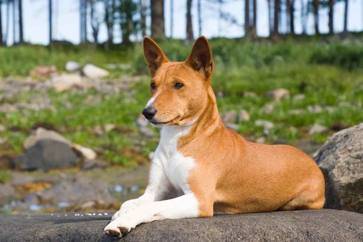 Basenji