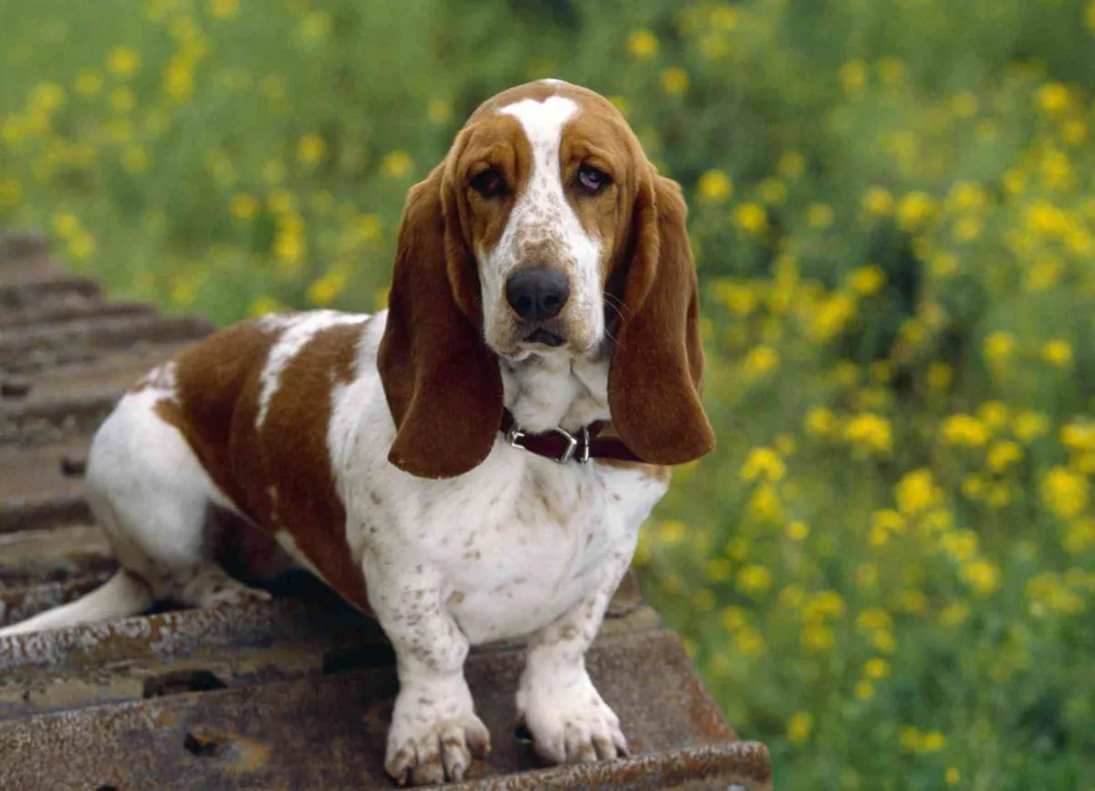 Basset Hound