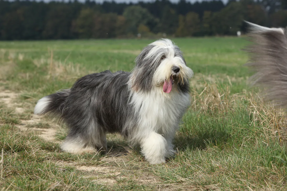Bearded Collie