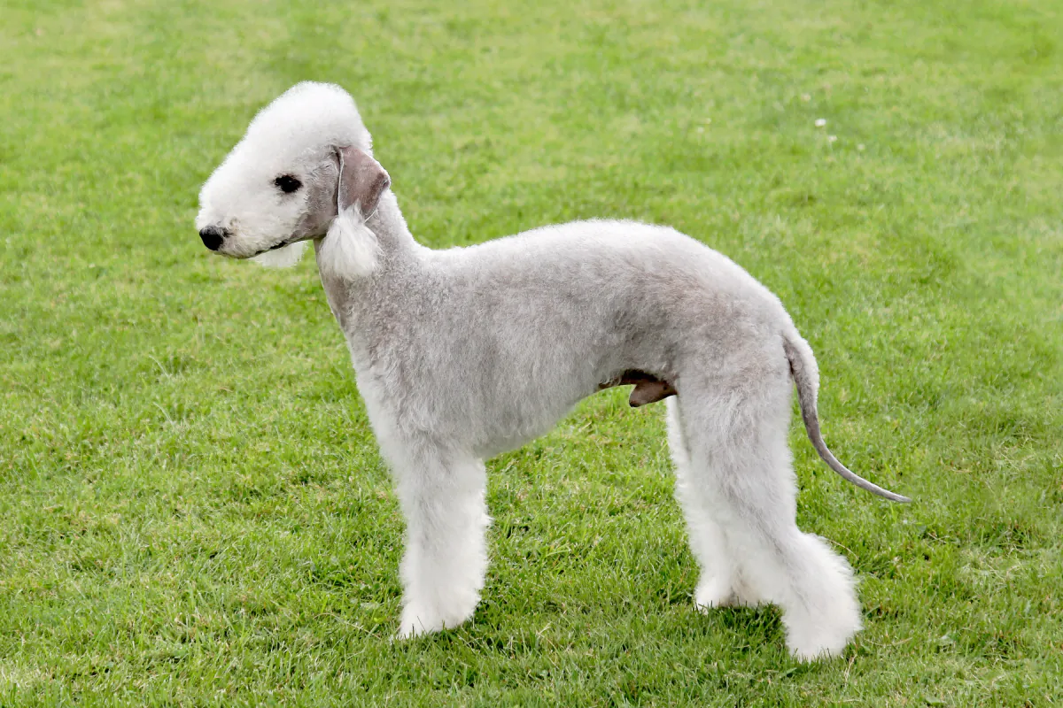 Bedlington Terrier