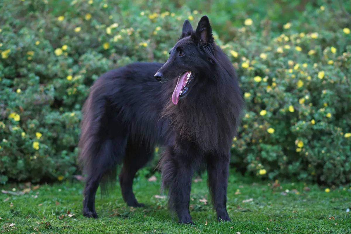 Belgian Shepherd Dog (Groenendael)