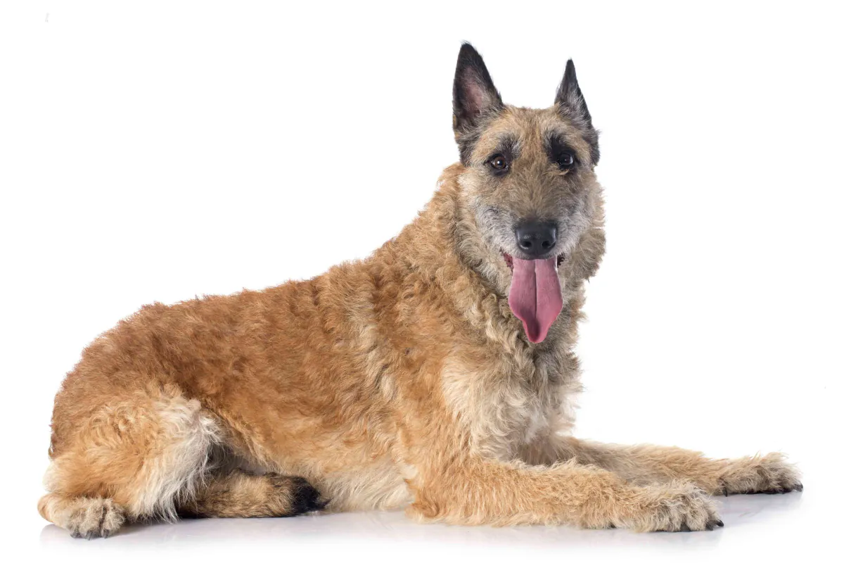 Belgian Shepherd Dog (Laekenois)
