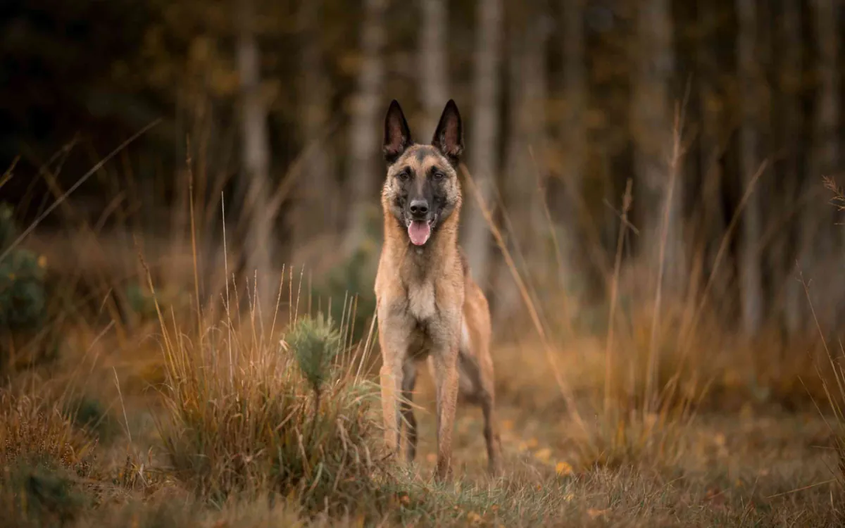 Belgian Shepherd Dog (Malinois)