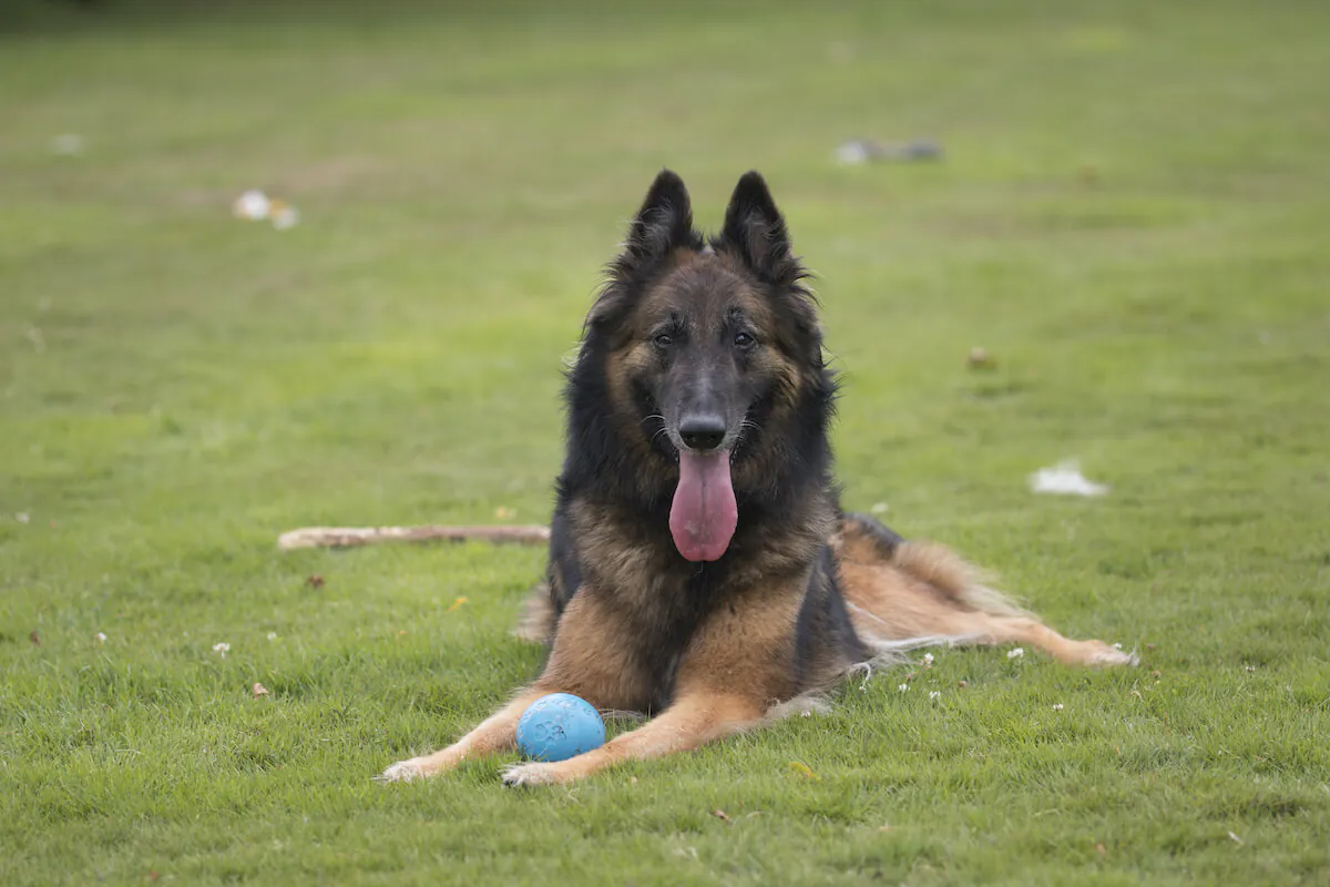 Belgian Shepherd Dog (Tervueren)