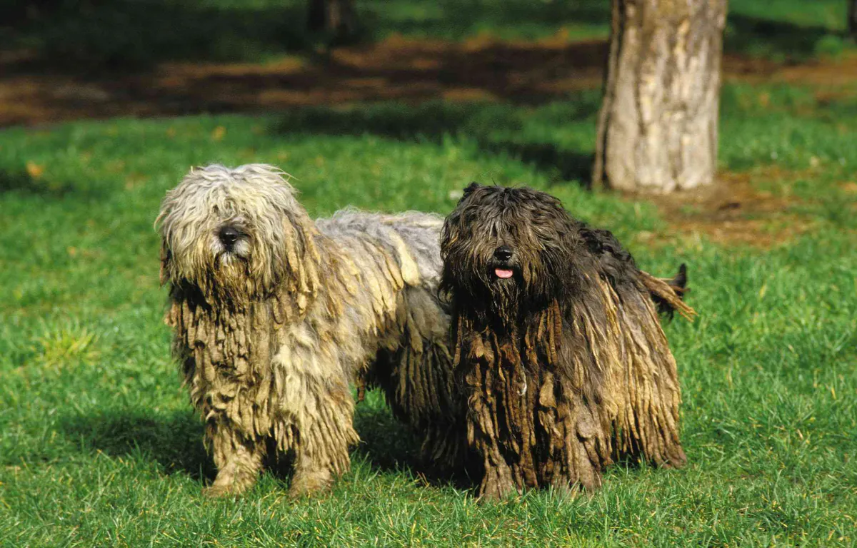 Bergamasco Shepherd Dog