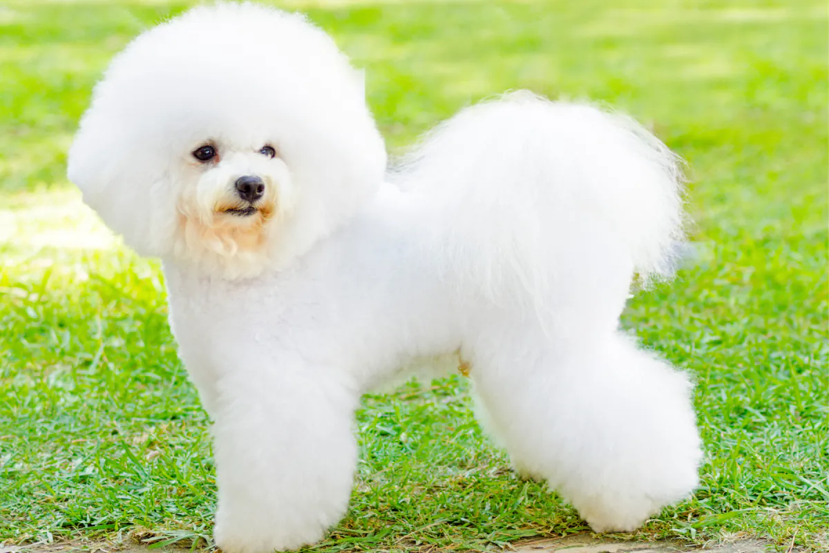 Bichon Frise