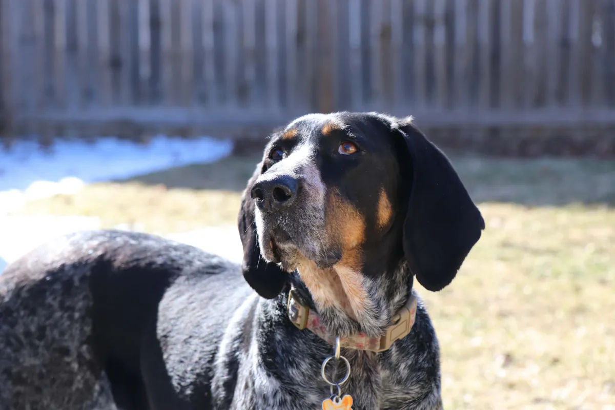 Bluetick Coonhound
