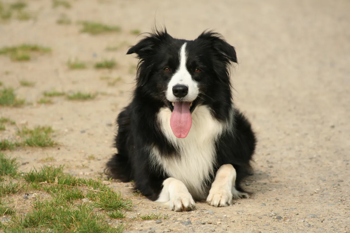 Border Collie