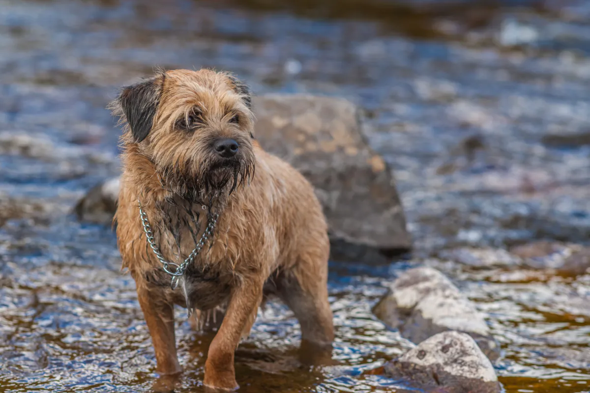 Border Terrier