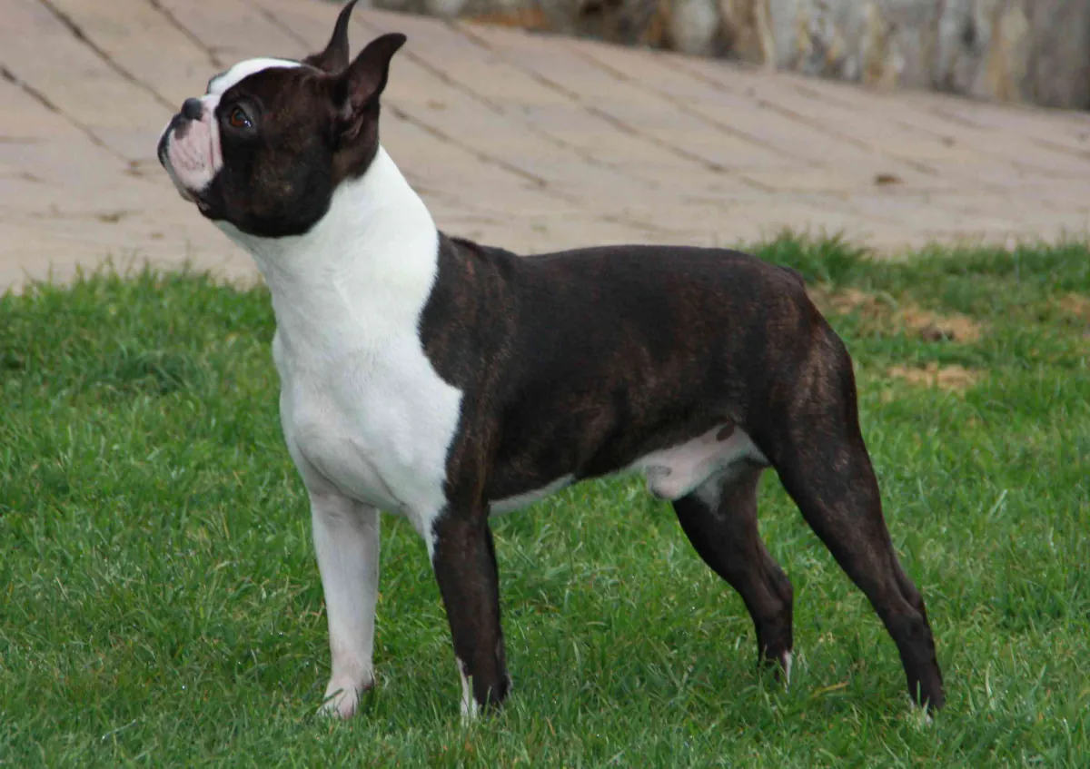 Boston Terrier