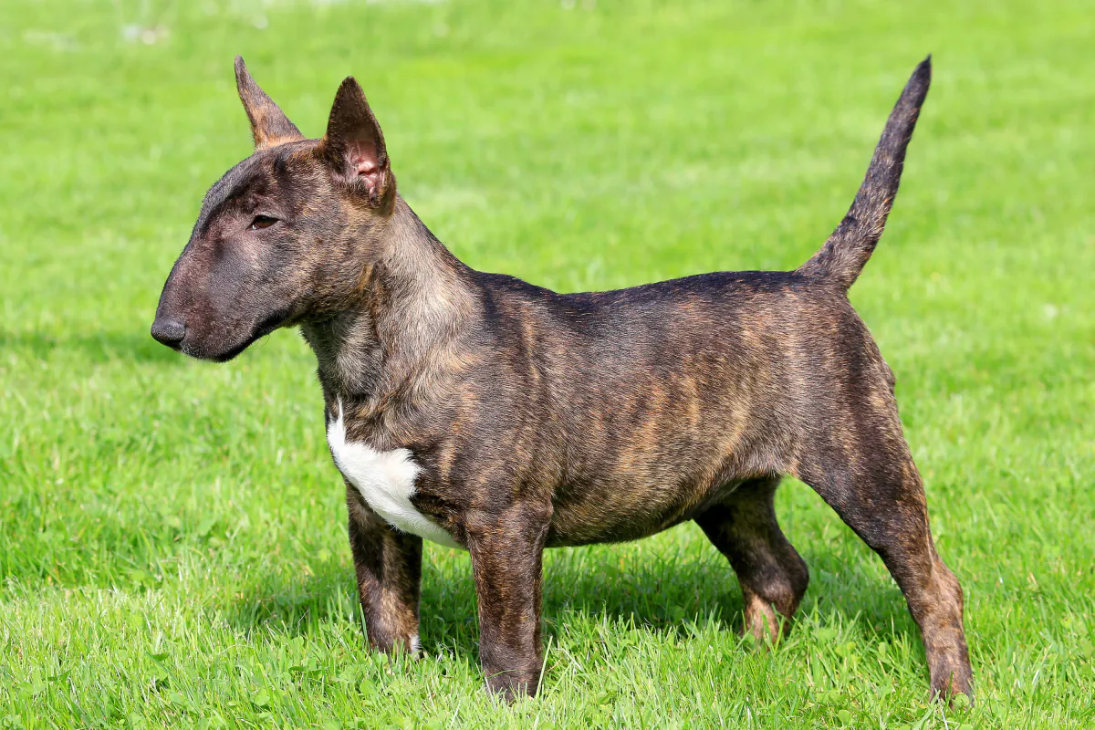 Bull Terrier (Miniature)