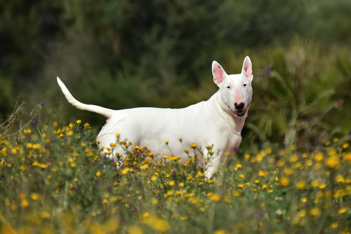 Bull Terrier