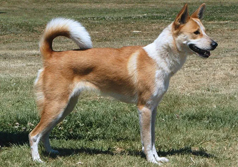 Canaan Dog