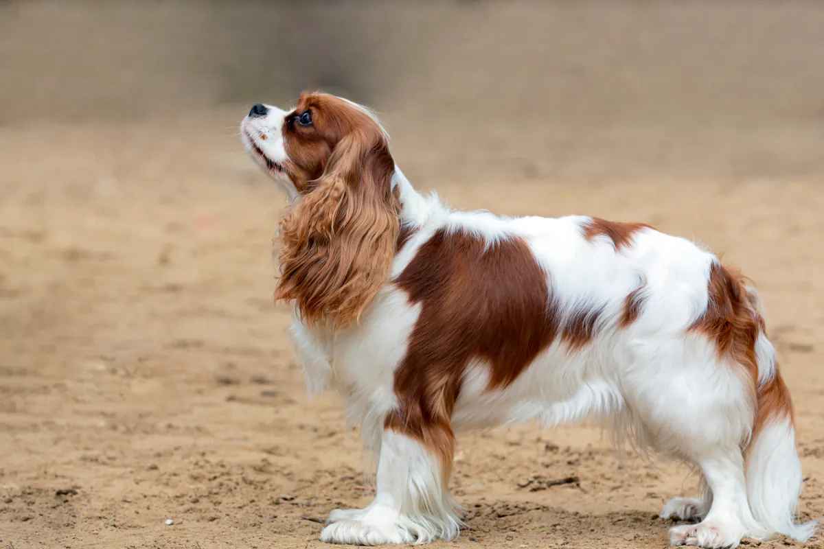 Cavalier King Charles Spaniel