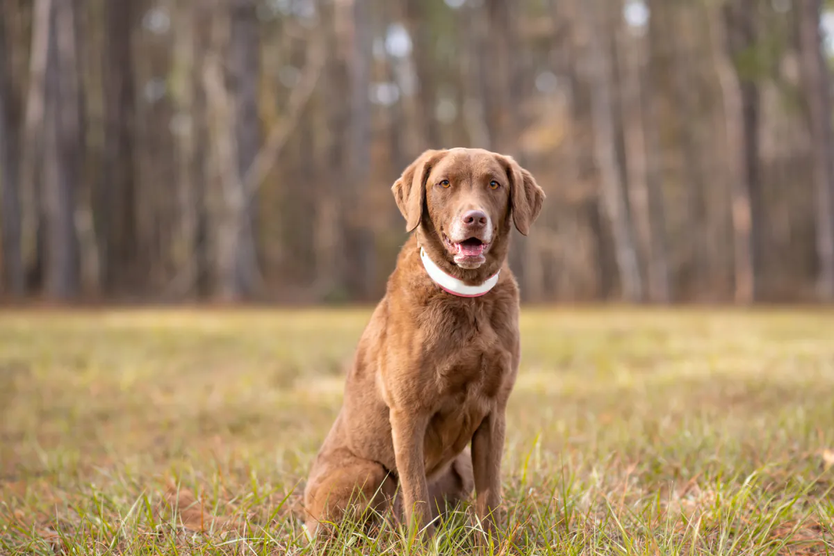 Chesapeake Bay Retriever