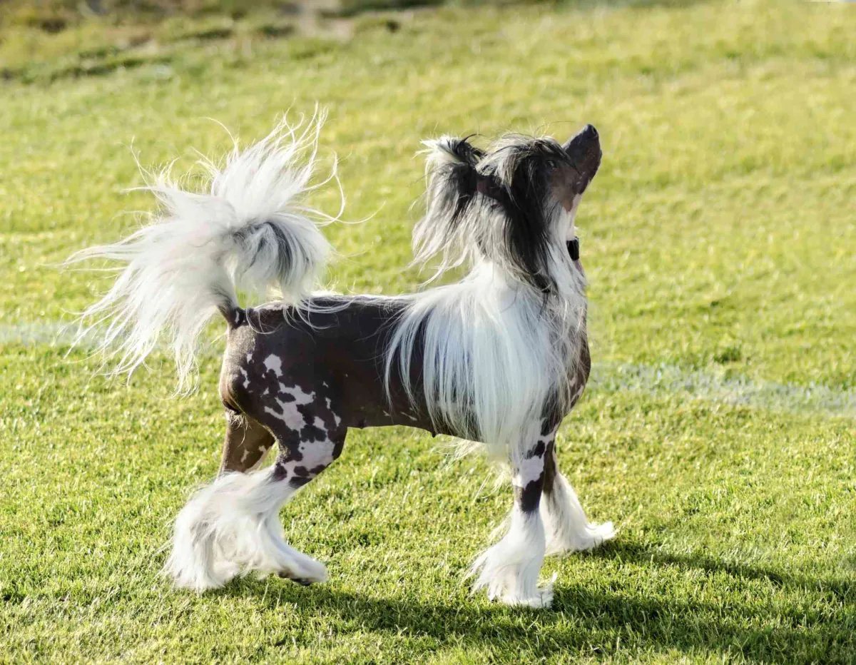 Chinese Crested Dog