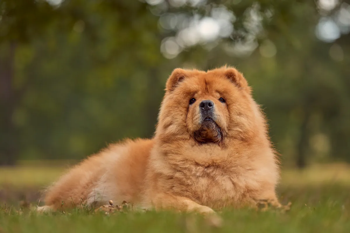 Chow Chow