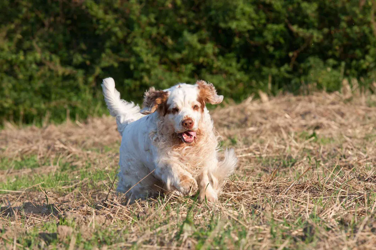 Clumber Spaniel