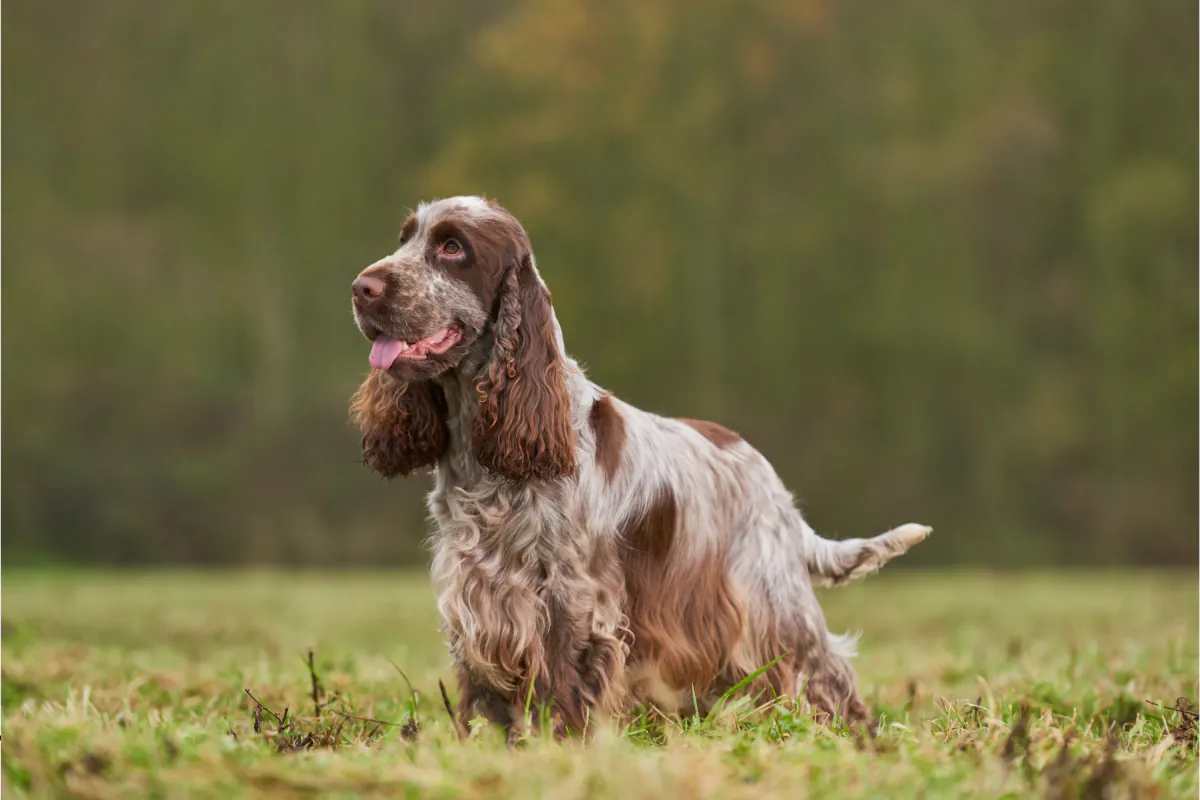 Cocker Spaniel