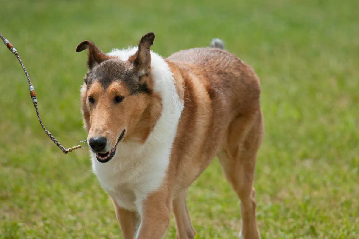 Collie (Smooth)