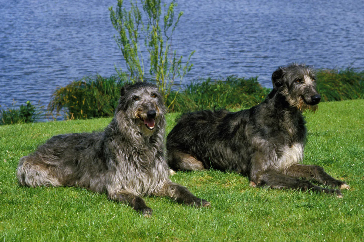 Deerhound