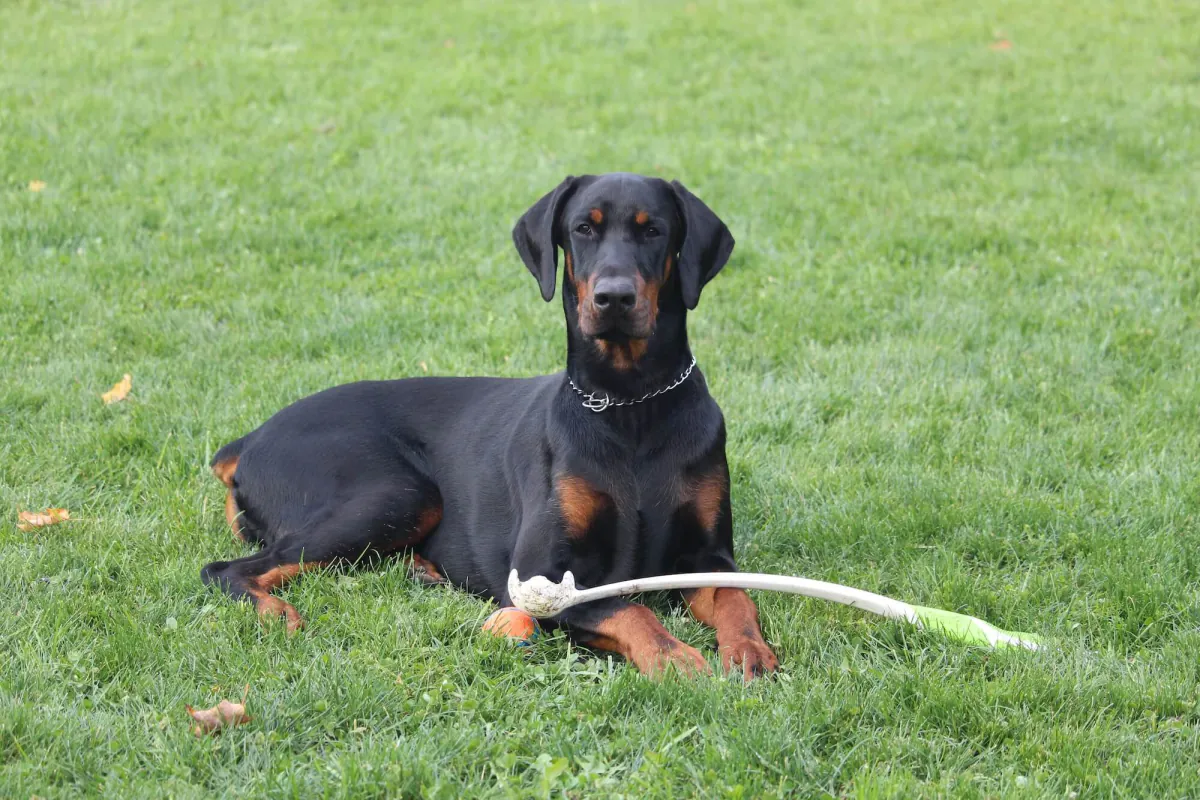 Dobermann