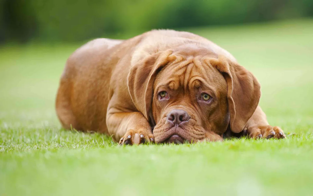 Dogue de Bordeaux