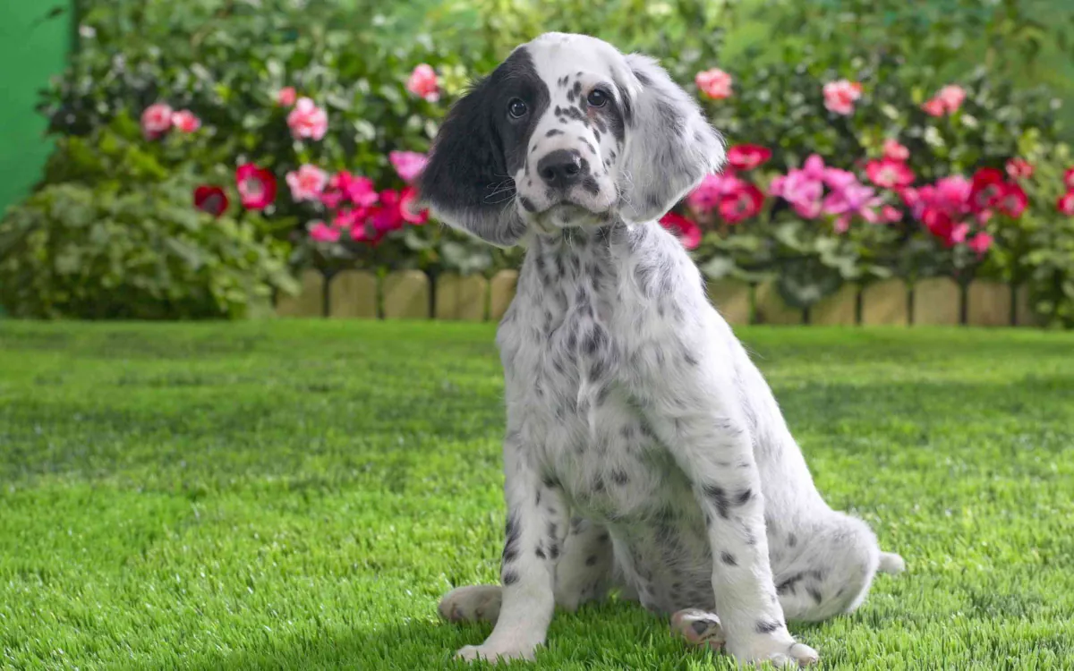English Setter