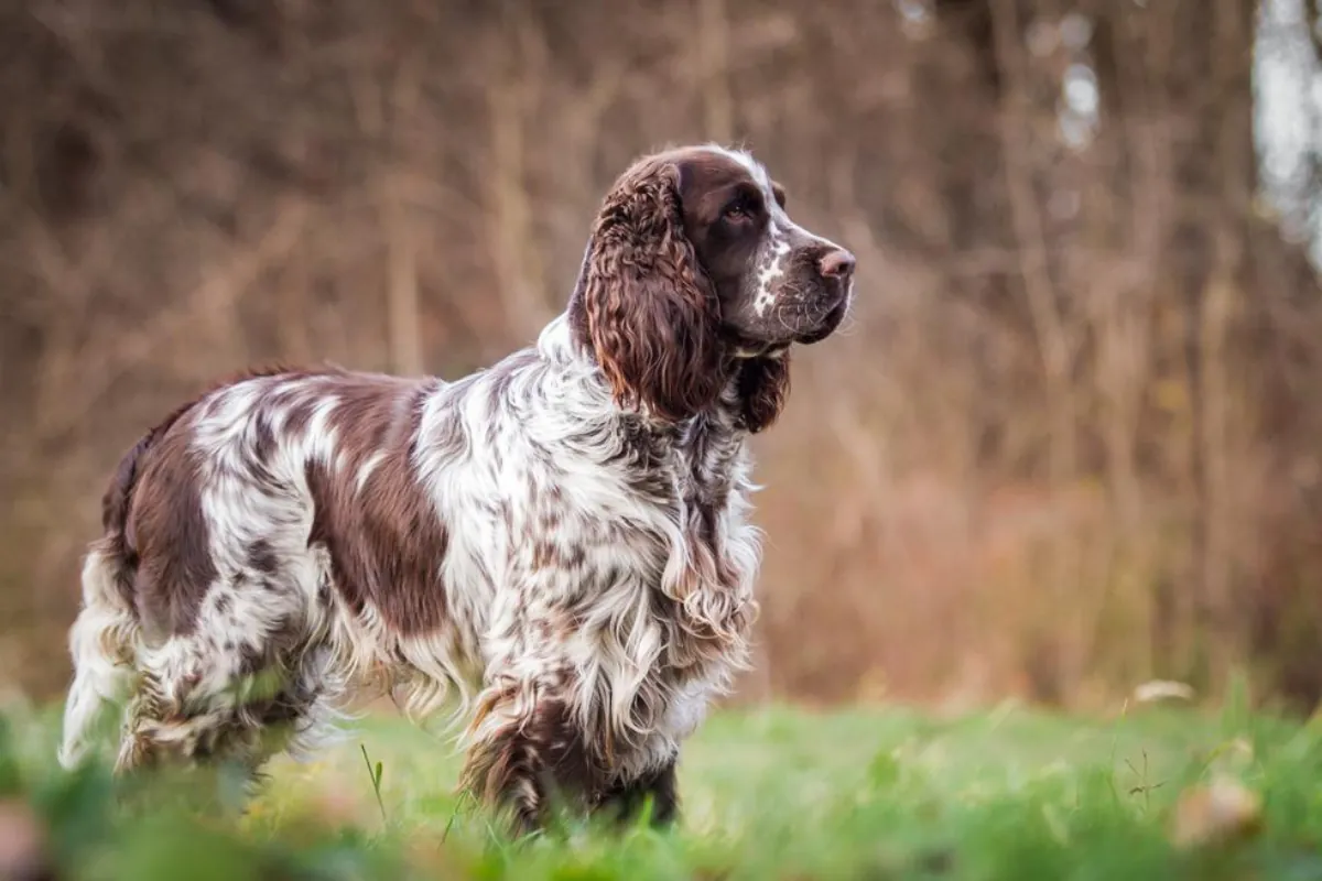 English Springer Spaniel