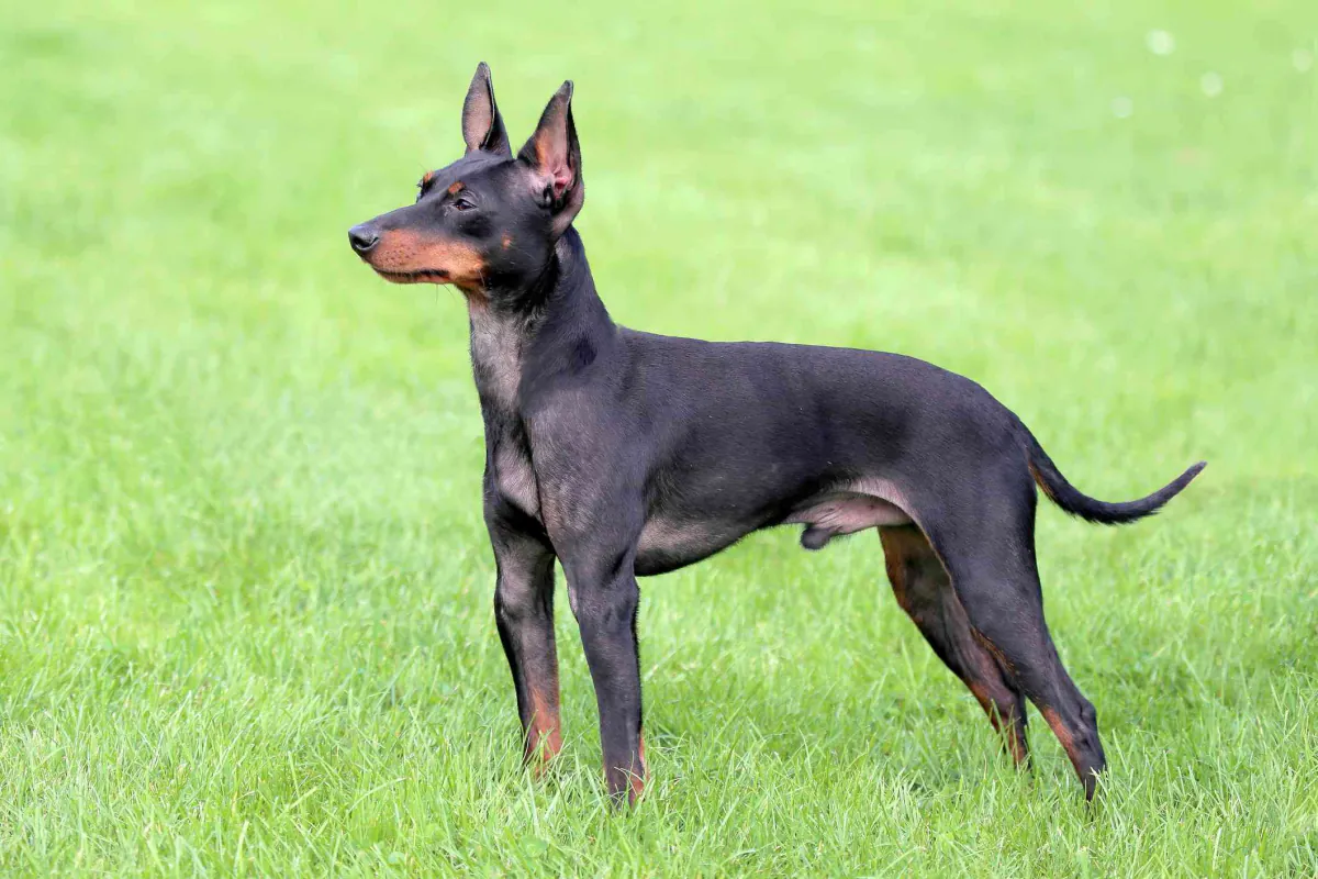 English Toy Terrier (Black and Tan)