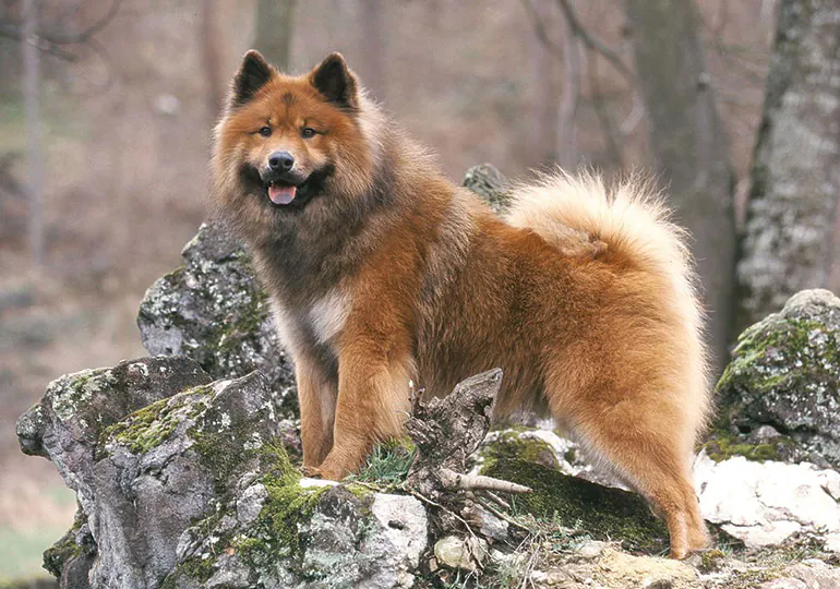 Eurasier