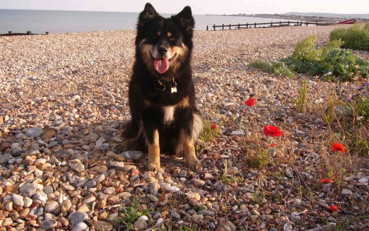 Finnish Lapphund