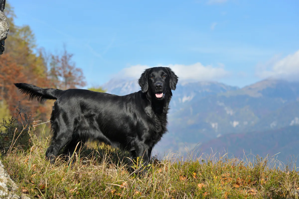 Flat Coated Retriever