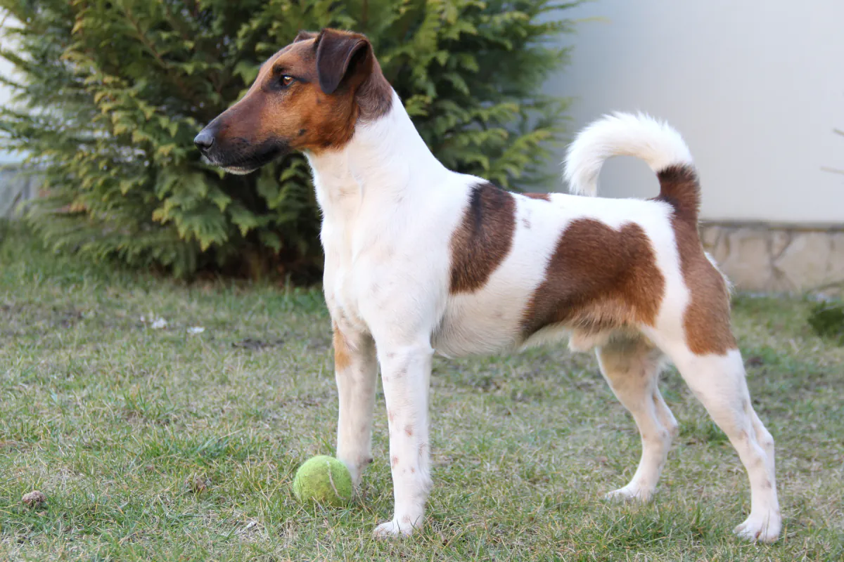 Fox Terrier (Smooth)