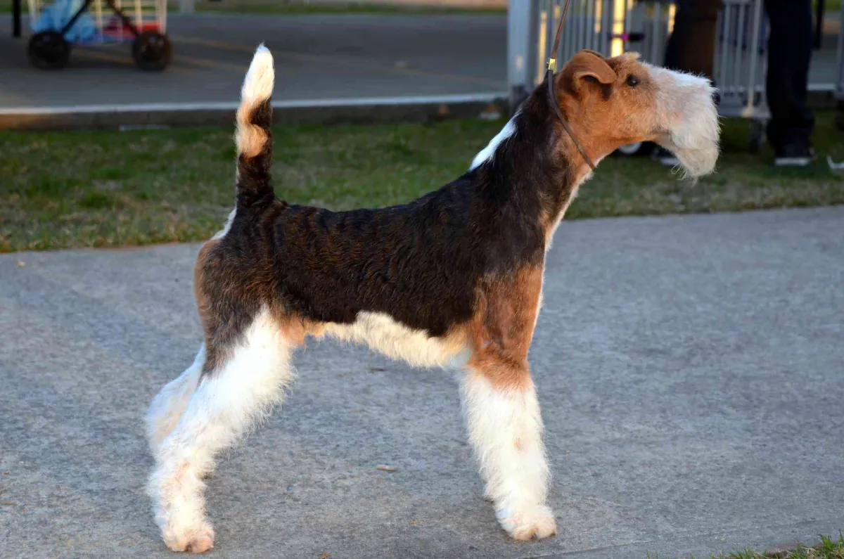 Fox Terrier (Wire)