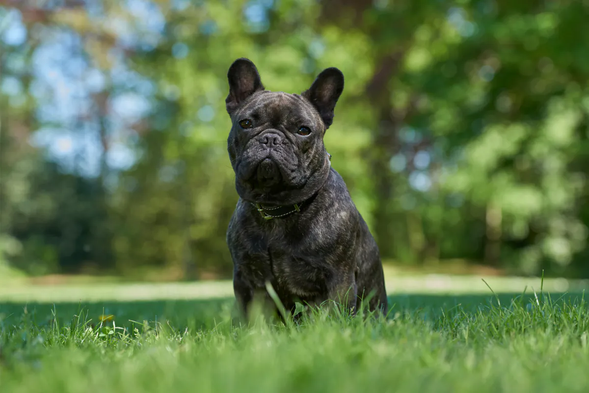French Bulldog