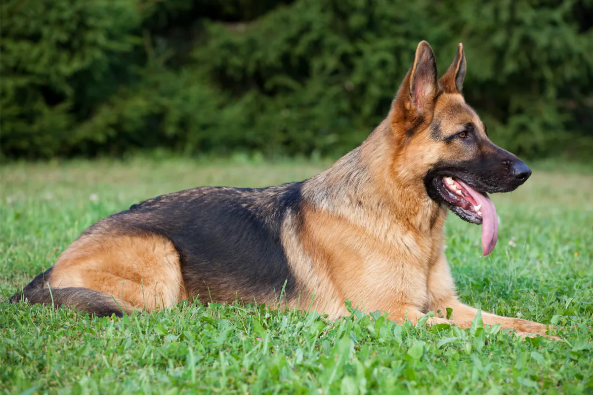 German Shepherd Dog