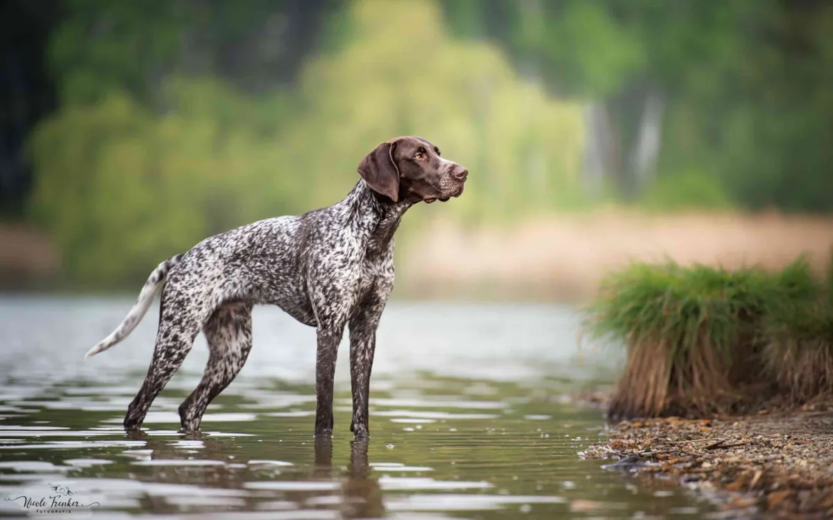 German Shorthaired Pointer