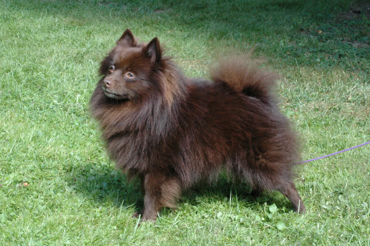 German Spitz (Klein)