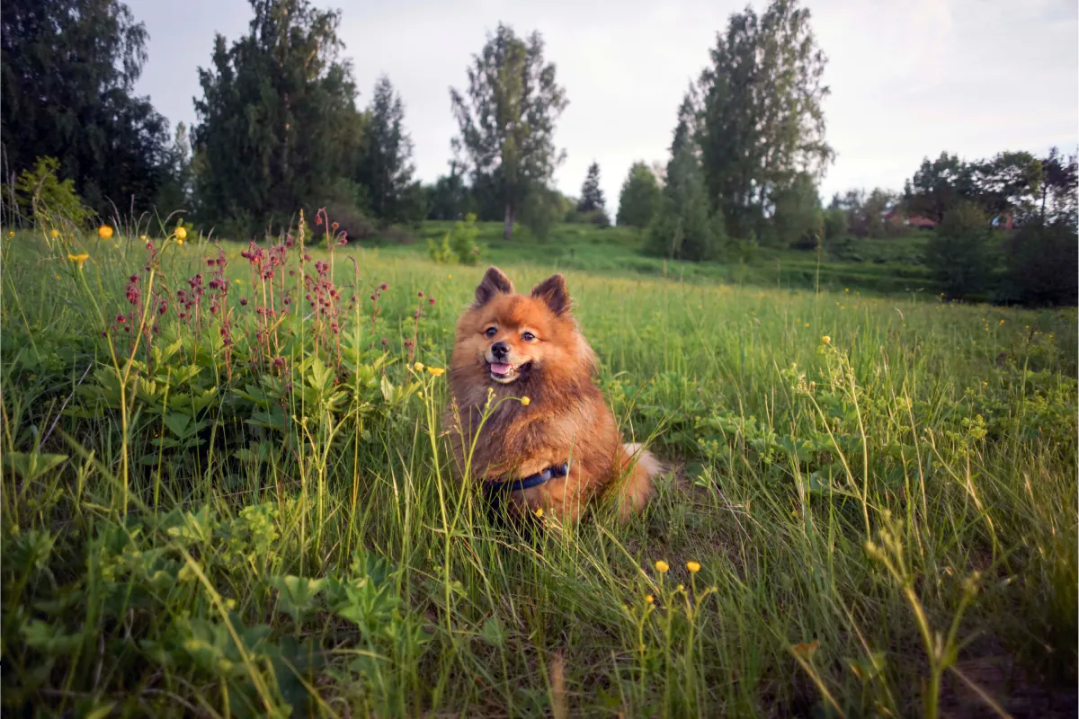 German Spitz (Mittel)