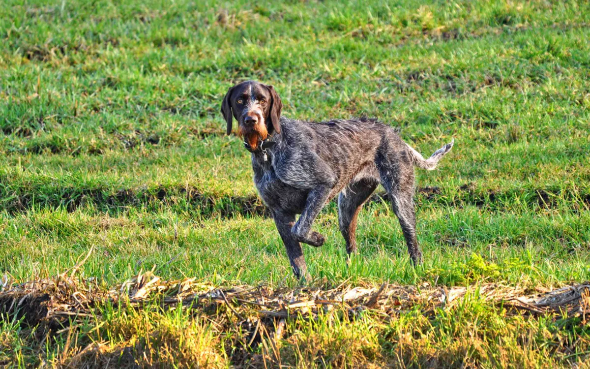 German Wirehaired Pointer